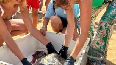 Inspirational story of female turtle returned to sea