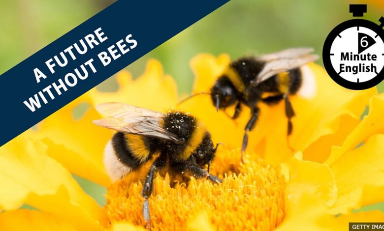 BBC Learning English – 6 Minute English / Is there a future without bees? BBC Learning English – 6 Minute English / Is there a future without bees?